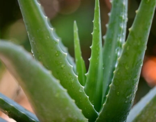 Aloe Vera for Hair, Skin and Psoriasis