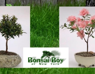 The Magic of Bonsai Tree: Small Trees With Big Impact