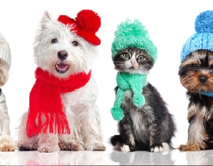 Winter Pet Care: Keeping Your Furry Friends Safe and Happy