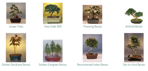 The Magic of Bonsai Tree: Small Trees With Big Impact