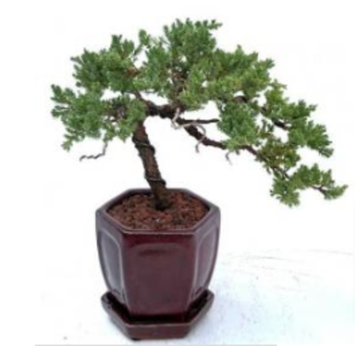 The Magic of Bonsai Tree: Small Trees With Big Impact