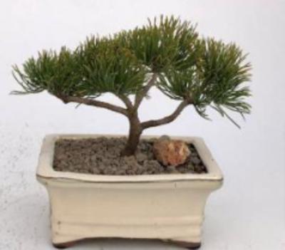 The Magic of Bonsai Tree: Small Trees With Big Impact